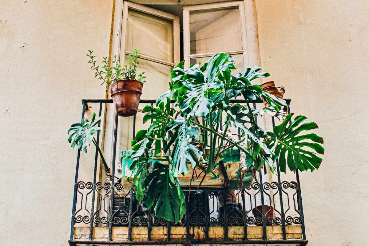 balcony gardening